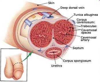 Spermatogenesis V.