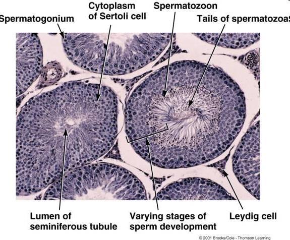 Testis Leydig cells (interstitial) - hormone production testosterone, 5α-dihydrotestosterone, androsterone, androstendion, progesterone, pregnenolone Sertoli