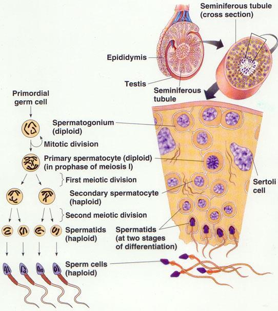 spermatogenesis is pushed toward the center of the tubule so that the more immature cells are at the periphery and the more