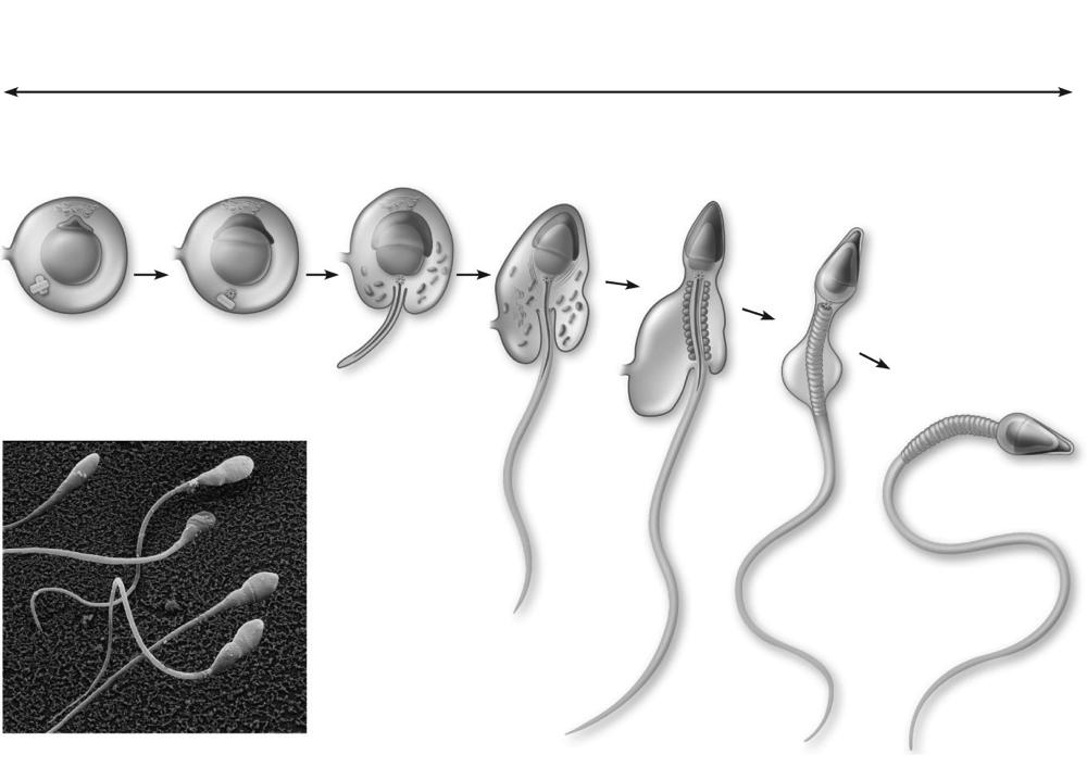Approximately 24 days Golgi apparatus Acrosomal vesicle Mitochondria Acrosome Nucleus 1 2 (a) Spermatid nucleus Centrioles 3 Microtubules Flagellum Excess cytoplasm Midpiece Head 4 5 Tail 6 7 25 Role