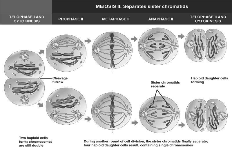 During metaphase one, crossing over occurs between sister chromatids and pairs of 7 homologous chromosomes are separated.