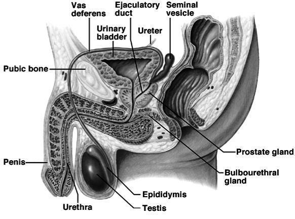 Ejaculatory ducts Prostatic Urethra Membraneous Urethra Penile Urethra