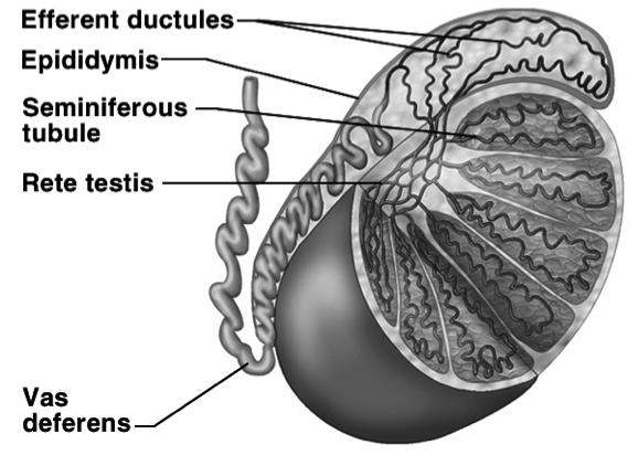 Testis consist out of many coiled tubules called seminiferous tubules.