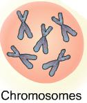 Cells contain hereditary, or genetic, materials called chromosomes. This genetic material controls the growth of the cell. Cancer always develops from changes that occur in the chromosomes.