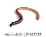 In addition, the earthworm has special bristle like setae attached to the muscles. They secrete a slimy substance which helps them to move easily.