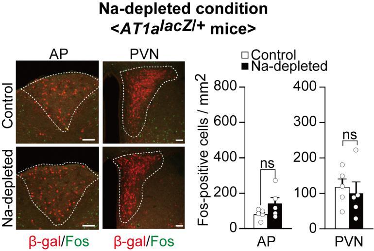 Supplementary Figure 2 AT1a-positive neurons in area postrema and PVN were not activated under the Na-depleted condition.