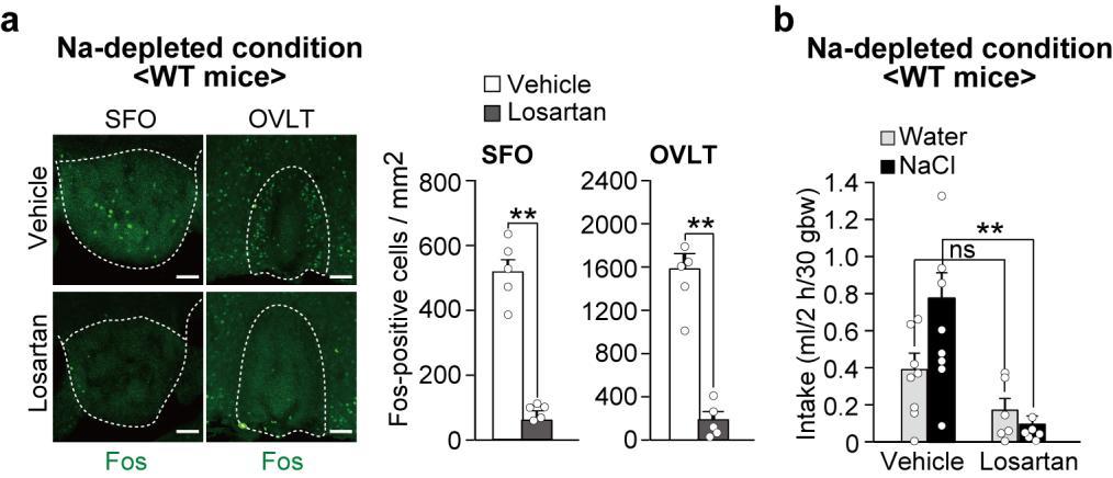 Supplementary Figure 3 Inhibition of AT1 signaling in the brain. (a) Left: immunohistochemical detection of Fos in SFO and OVLT under the Na-depleted condition.