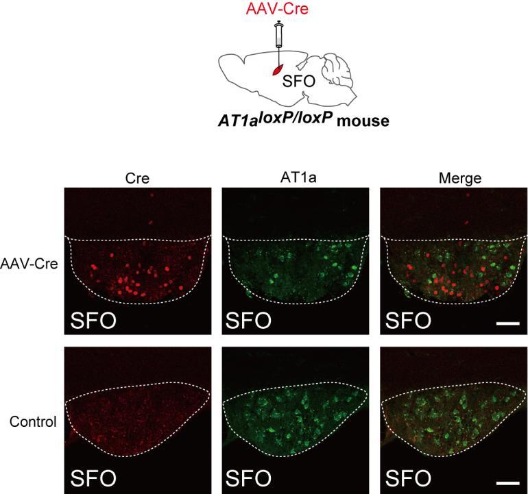 Supplementary Figure 4 Local deletion of the Agtr1a gene expression in the SFO of AT1a loxp/loxp mouse.