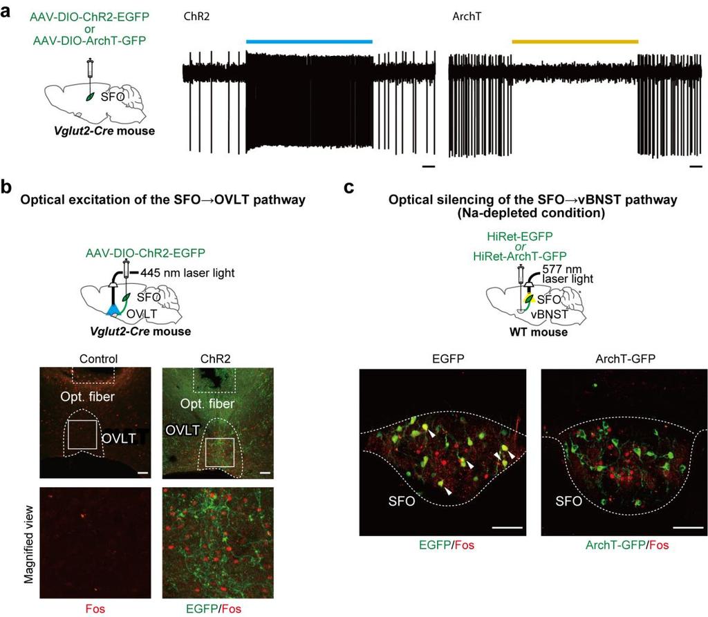 Supplementary Figure 7 Manipulation of neuronal activity by optical excitation and silencing. (a) Left: injection of AAV-DIO-ChR2-EGFP or AAV-DIO-ArchT-GFP into the SFO of the Vglut2-Cre mouse.