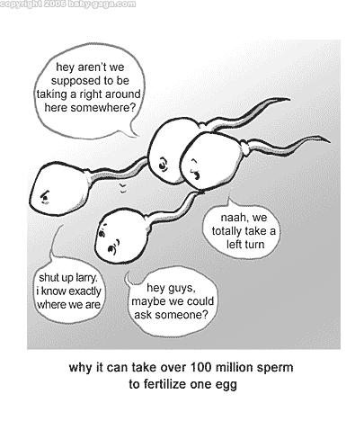 (the smallest cell in a mans body Enough sperm would fit on the head of a pin to re-populate the earth if each