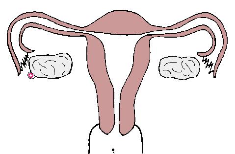 Fertiliztion/Conception The end purpose for the ova and the sperm When the sperm penetrates the surface of the ova and