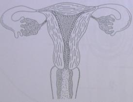 After Menstruation: Days 6-15 The lining of the uterus repairs itself and once again prepares