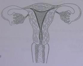 Before Menstruation: Days 16-28 If the egg is fertilized by the male sperm cell, it embeds itself in the wall of the uterus (endometrial