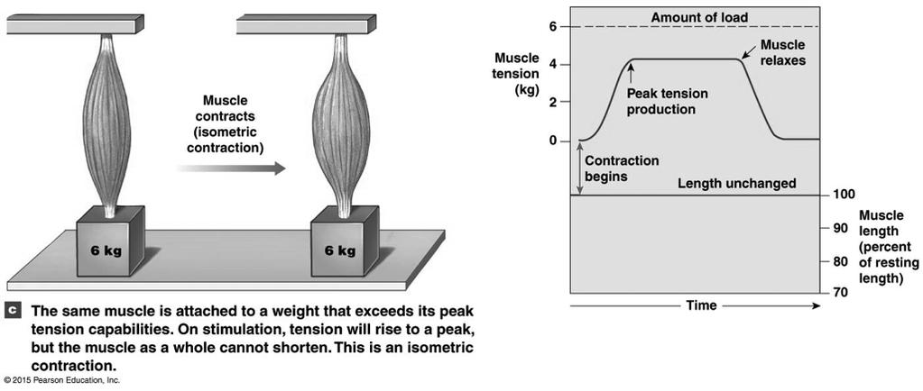Isometric Contraction Figure 10-18c! Muscle capable of 4 kg peak tension!