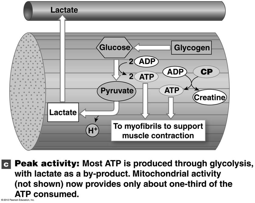 Peak Activity Figure 10-20c! 35! Muscle Fatigue (1 of 3)! Normal function requires:! 1. Energy reserves (e.g. glycogen) for ATP! 2. Blood supply! Deliver O 2, nutrients!