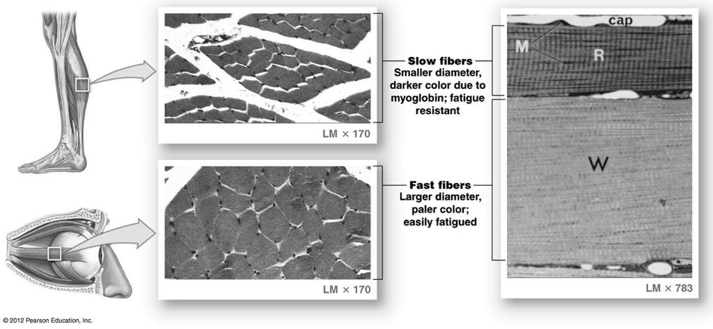 Fast and Slow Fibers Figure 10-21! Know the differences between these fiber types as shown on the next slide.! 45! Skeletal Muscle Fiber Types (after Table 10-2)!