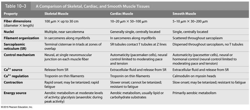 Comparison of Skeletal and Smooth Muscle!
