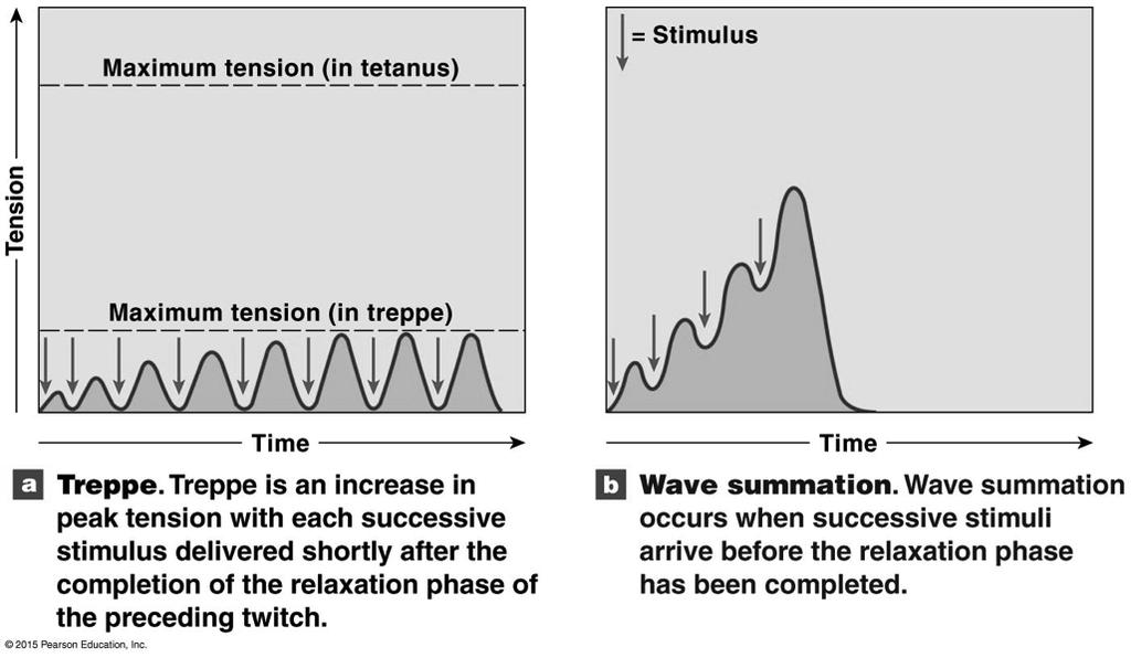 Summation Mechanism! Stronger contractions (summation) probably due to:! Prolonged presence of Ca 2+! Action potential (AP) duration vs. contraction duration:!