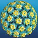 HIV-infected women have: higher prevalence and incidence of HPV longer persistence of HPV higher HPV viral loads higher likelihood of multiple HPV subtypes greater prevalence of oncogenic subtypes
