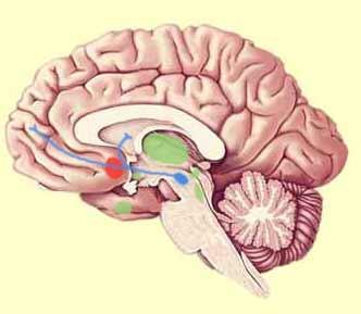 The Pleasure Centers Affected by Drugs Opioids Opioids act not only on the central structures of the reward circuit (the ventral tegmental area and the nucleus accumbens), but also on other