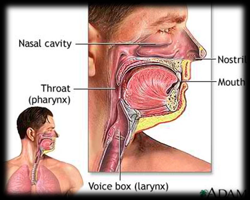 Upper Respiratory Tract Includes: Nose Mouth Pharynx Larynx Function: Warms and humidifies