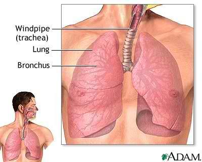Lower Respiratory Tract Includes: Trachea Bronchi, mainstem and secondary Lobules Bronchioles Alveolar ducts