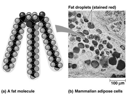 Lipids: Water-Insoluble Lipids can form large biological molecules, but these aggregations are