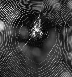 Abdominal glands of the spider secrete silk fibers that form the web The radiating strands, made of dry silk