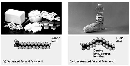 A. Lipids: Water-Insoluble Saturated fatty acids have a hydrocarbon chain with no double bonds.