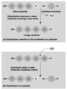Hydrolysis reactions break polymers into monomers.