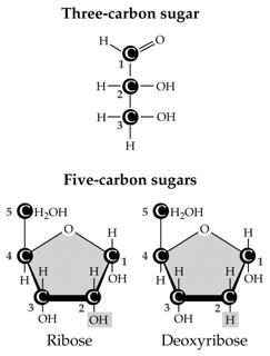 Hexose sugars The structure and