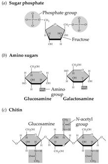 Carbohydrates: Sugars and Sugar Polymers Modified Sugars Chemically modified monosaccharides include the