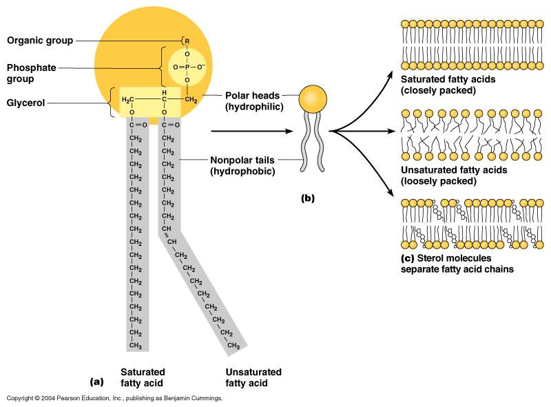 Cell Structures: The Plasma Membrane v The lipids belong to a special category called phospholipids Glycerol backbone Two
