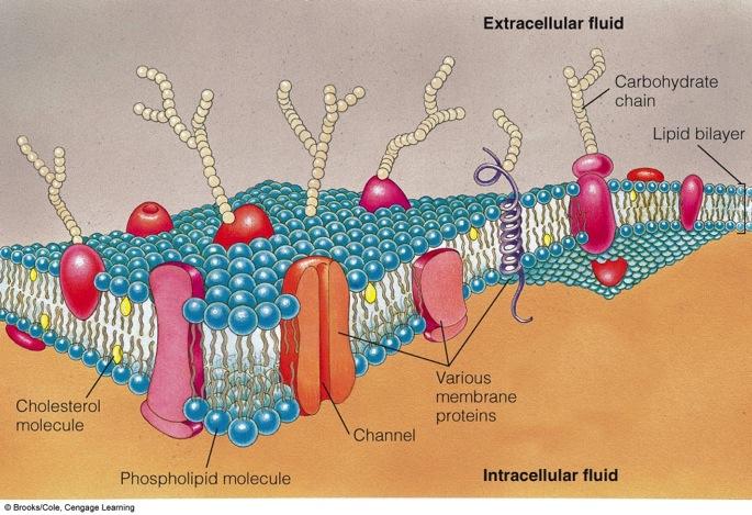 Cell Structures: The Plasma Membrane v Carbohydrate chains attach to the
