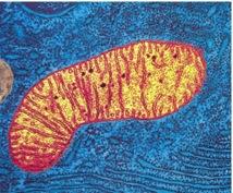 Cell Organelles: Mitochondria v Cells require a constant energy supply to carry out the work of life v Cells use a chemical form of energy known as ATP (adenosine