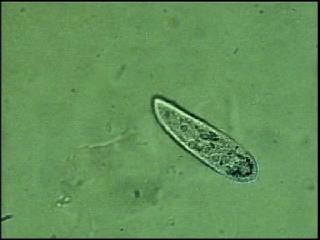 Flagella and Cilia v Cilia are smaller than flagella Usually occur in rows along the