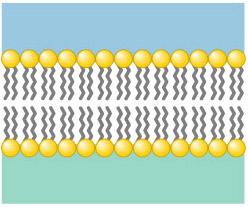 In cell membranes, the phospholipid bilayer is made up of: a.