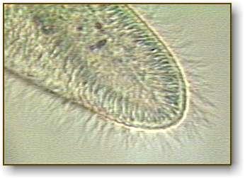 Flagella are long and whip