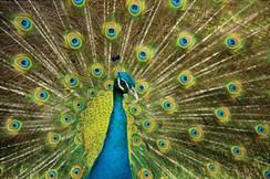 Scientists in the Spotlight: Amotz Zahavi Have you ever seen a peacock s beautiful feathers? Male peacocks use a gorgeous display of their tail feathers to attract mates.