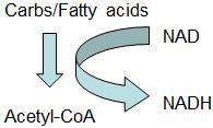 ATP is stable ATP:ADP Ratio is kept high = higher free energy release = [ADP] controls rate of metabolism Hydrolysis of ATP is under enzyme control ATP is the intermediary between anabolism and