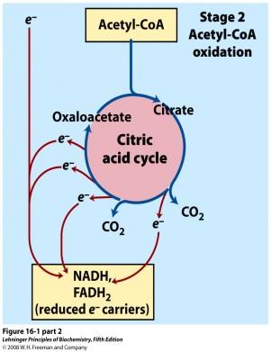 All oxidation pathways ultimately end up with acetate groups (Acetyl- CoA), which are funnelled into a pathway Acetyl- CoAs enter the Krebs cycle
