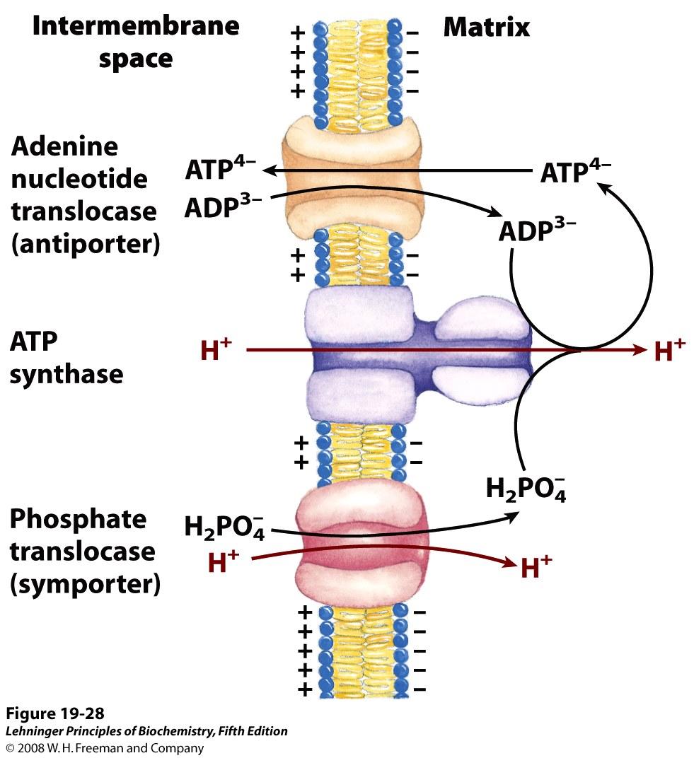 diffuse out of IMS Uncoupling proteins present in all cells can allow protons to move across inner membrane into matrix Protons are used for other