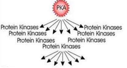 Note: The effect of PKA is amplified.
