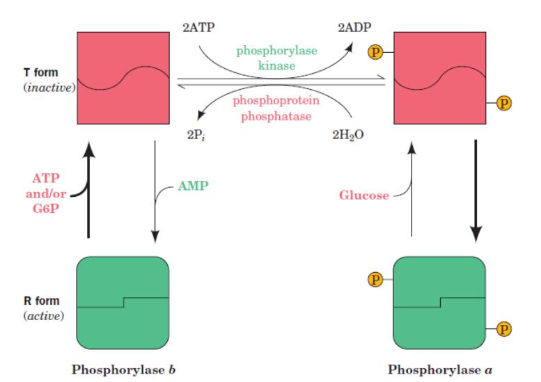 1) Phosphorylase B (inactive state). It shifts between the R and T state in equilibrium, and it favors the T state. 2) Phosphorylase A (active state).