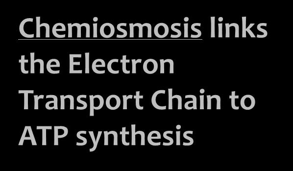 build ATP Chemiosmosis links the