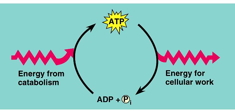 Glycolysis 2 ATP Kreb s cycle 2 ATP Life takes a lot of