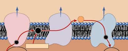 Electron Transport Chain series of proteins built into inner mitochondrial membrane along cristae transport proteins & enzymes transport of electrons down