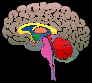 The Human Brain &