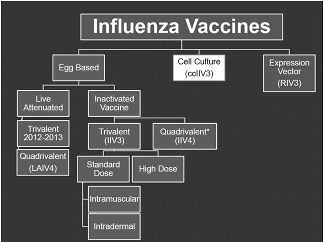 CDC s Review of Vaccine Efficacy Children s risk of PICU admission reduced by 74% during 2010 2012 flu season 71% reduction in flu-related hospitalizations among adults of all ages and 77% reduction