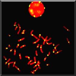 micronuclei Cen + chromosome loss Cen -